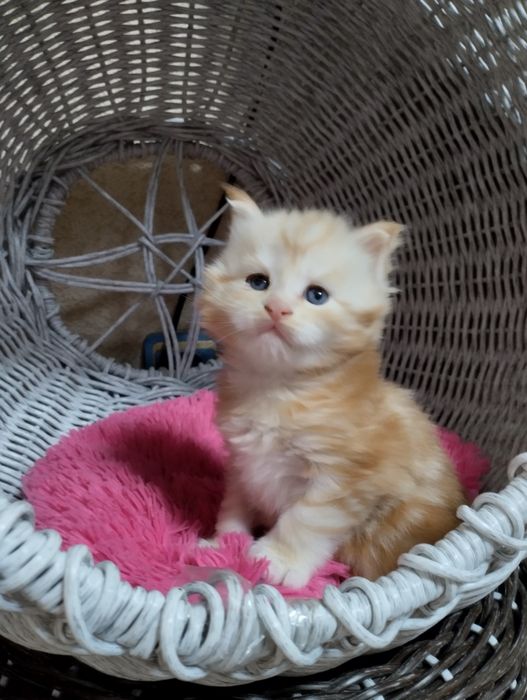 Мейн Кун котёнок девочка