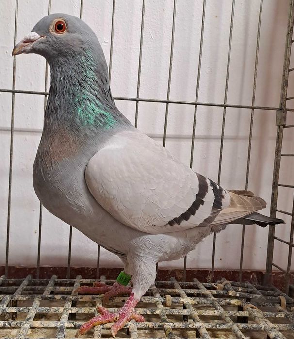 Gołębie pocztowe.