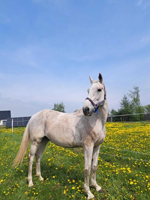 Wspoldzierzawa walacha/bez przeniesienia