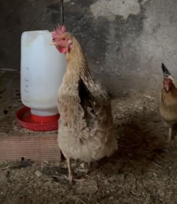 Ovos galados de jersey gigante azul, jersey gigante negra e leghorn