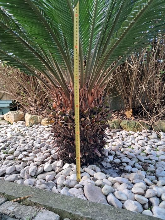 Sica (palmeira) de jardim crescida, lindíssima.