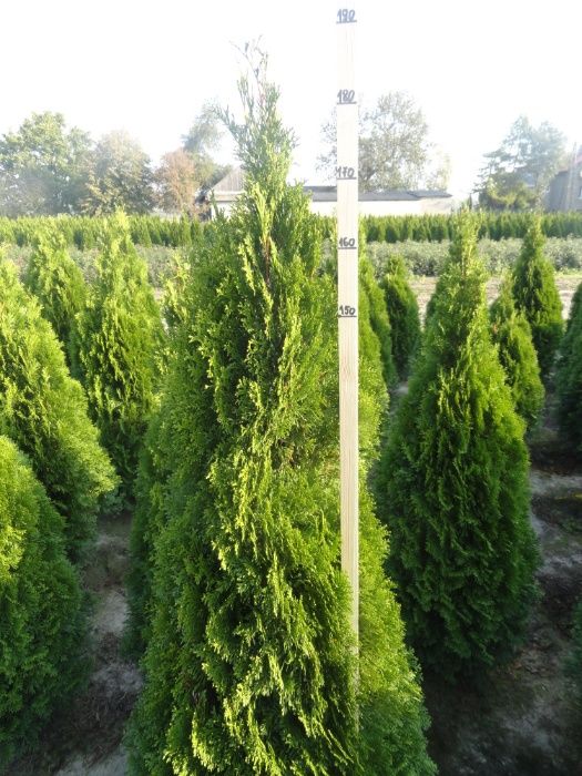 Tuja Szmaragd 180-210cm, krzewy ozdobne