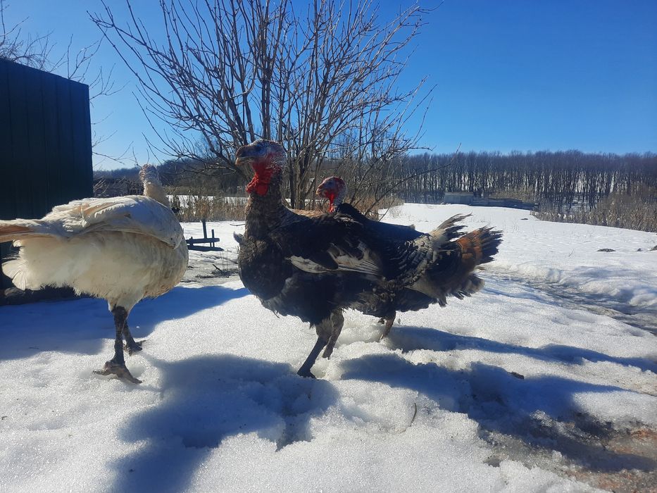 Індики самці молоді