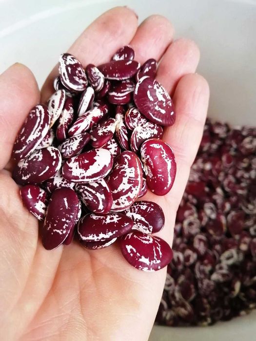 Фасоль (квасоля) домашняя Лимская