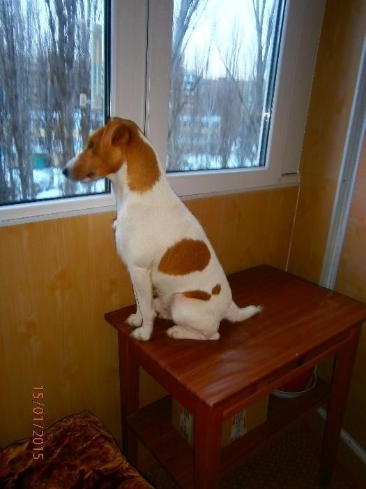 Фокстерьер для вязки