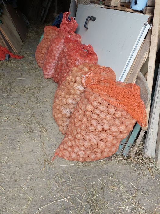 Ekologiczne ziemniaki jadalne i sadzeniaki