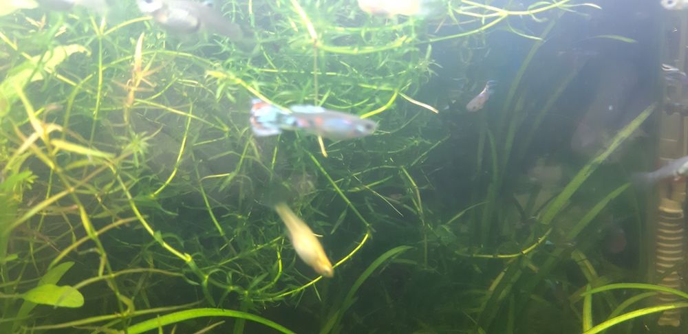 Vendo guppys cruzados de blue grass