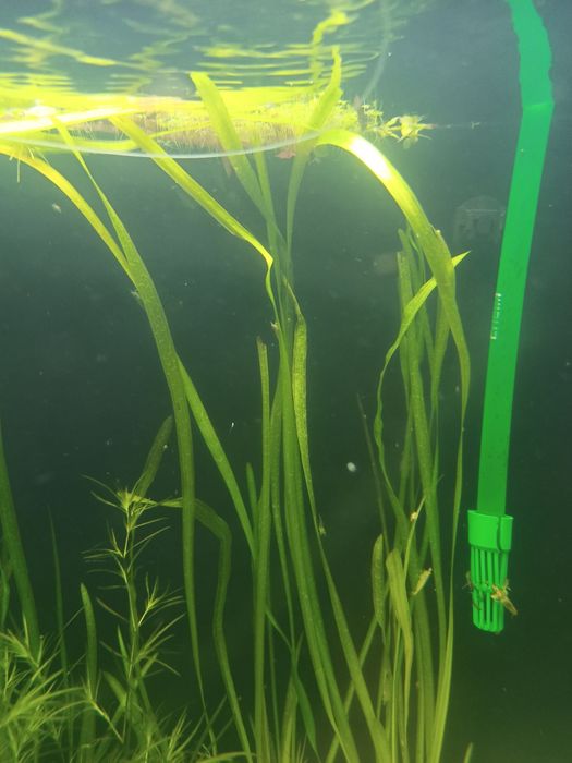 Plantas de aquário