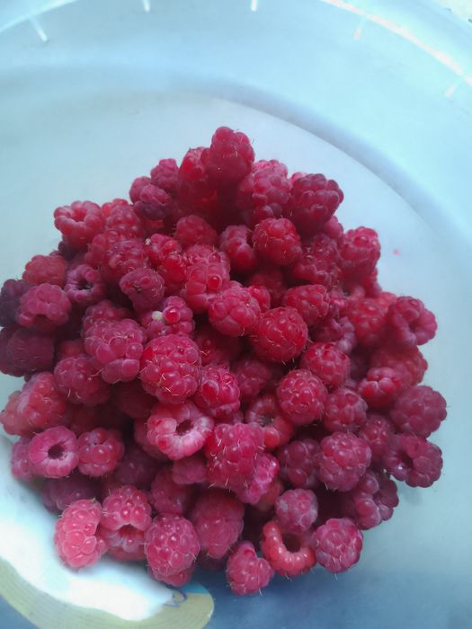 Малина 2 урожая за сезон