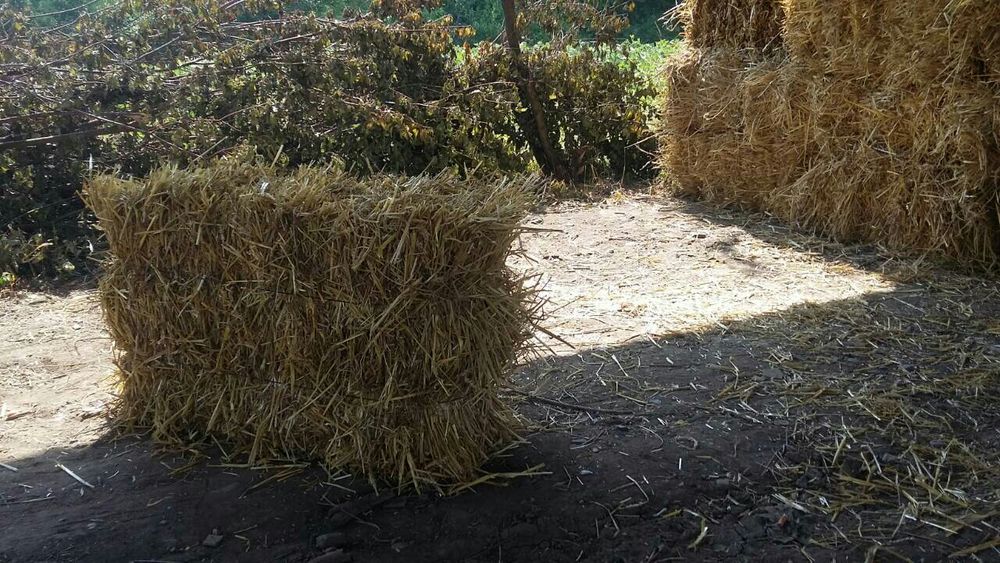 Солома пшенична 70грн/тюк