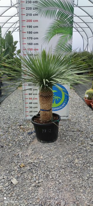 Yucca Rostrata – palma mrozoodporna , juka