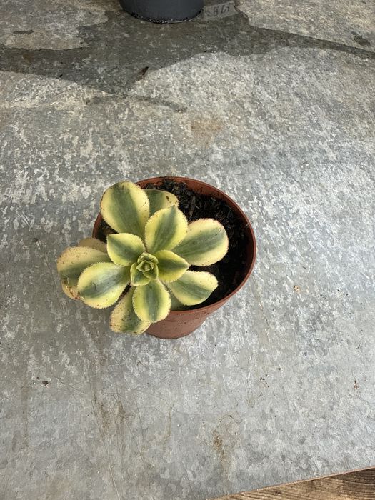 Catos & Suculentas & Orquideas