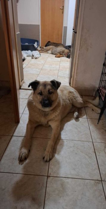 May , cudowny molos do adopcji