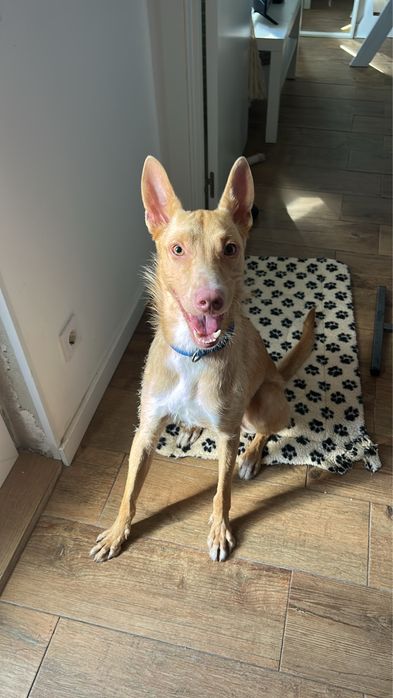 Cão raçado de podengo para adoção