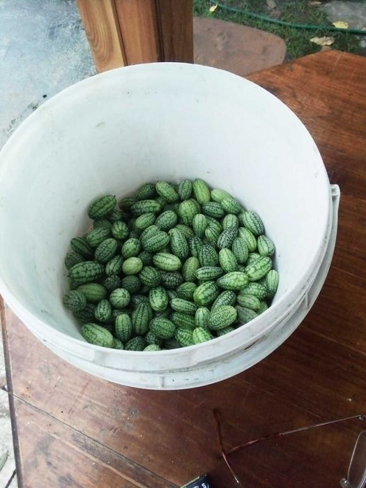 мелотрія колібрі-насіння,розсада