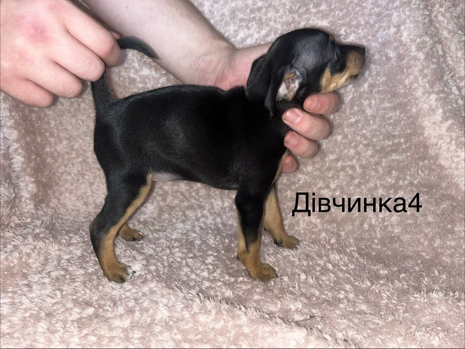 Цвергпінчер цуценятка