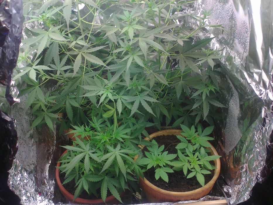 Marihuana CBC Lilac Diesel 1g + Sourdough Kush 1g + Kraken 1g = 3g CBN