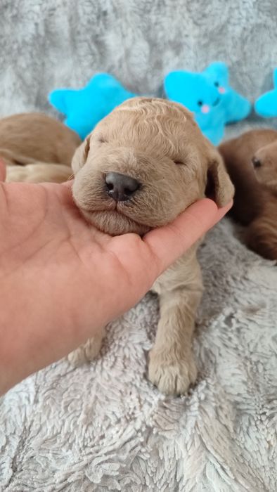 Goldendoodle F1b Doodle golden retriever badania genetyczne