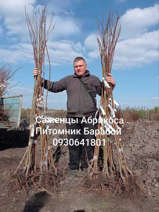Саженцы Абрикоса, ОПТ и Розница, Питомник Фруктовый Сад Барабой