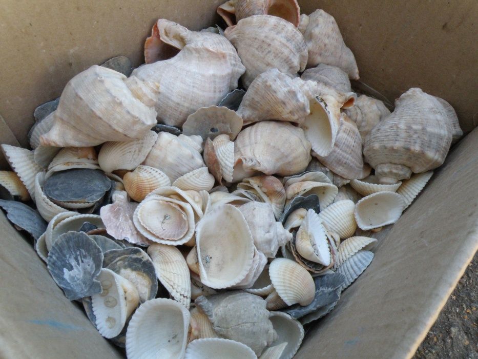 Рапан рапан рапан