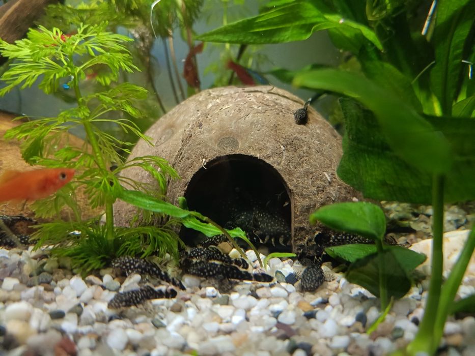 Zbrojniki glonojady mlode ok. 3 cm