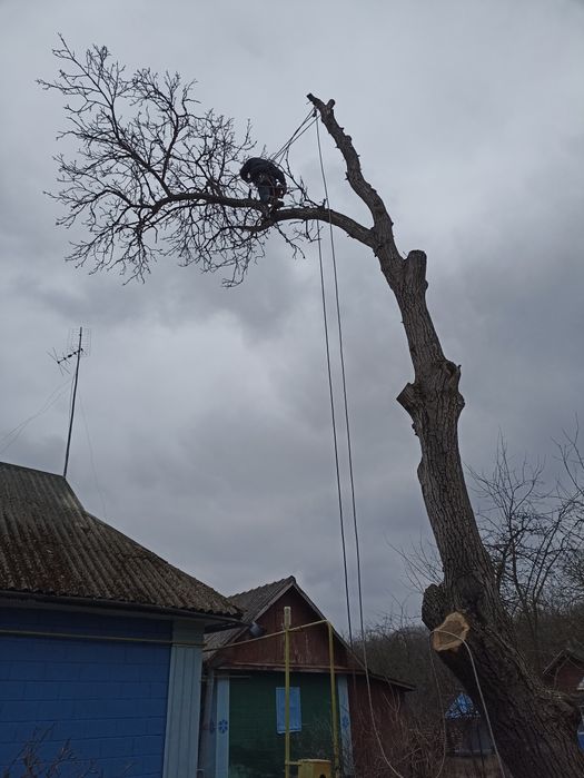 Професійна обрізка аварійних дерев
