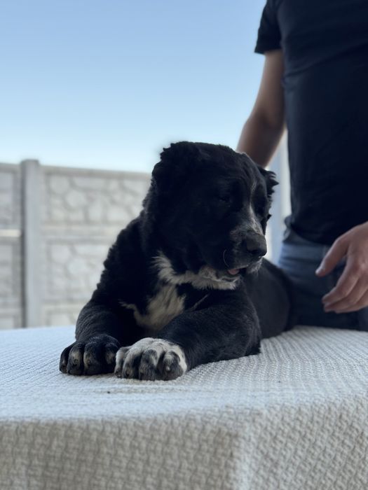 Продам Алабай КСУ