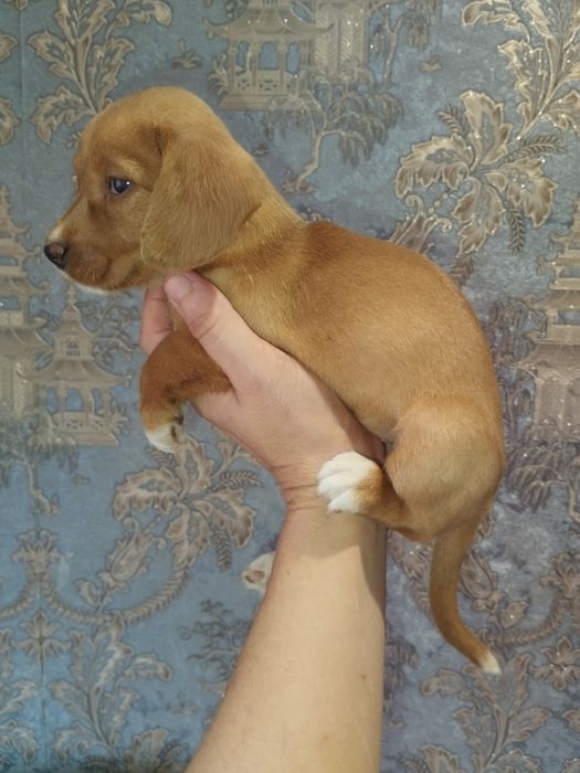 Дівчинка таксочка крем від довгошерстних батьків