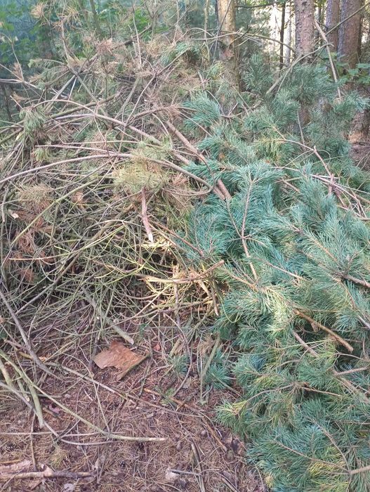 Gałęzie, drewno, pellet