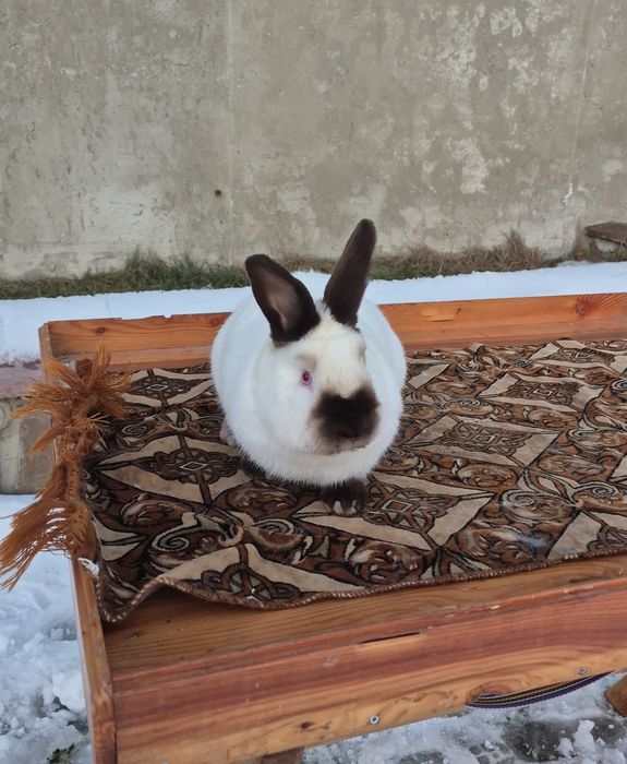 Кролики каліфорнійці