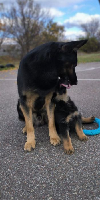 В'язка кобель Старотипної німецької вівчарки