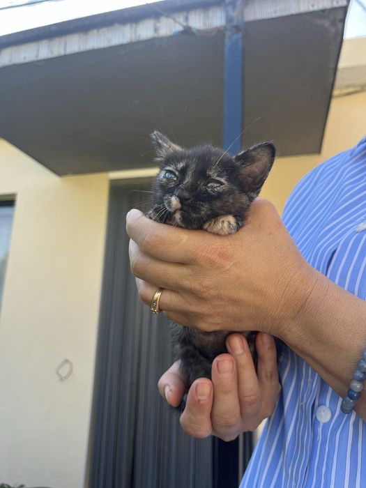 Gatinha para adopcao responsavel
