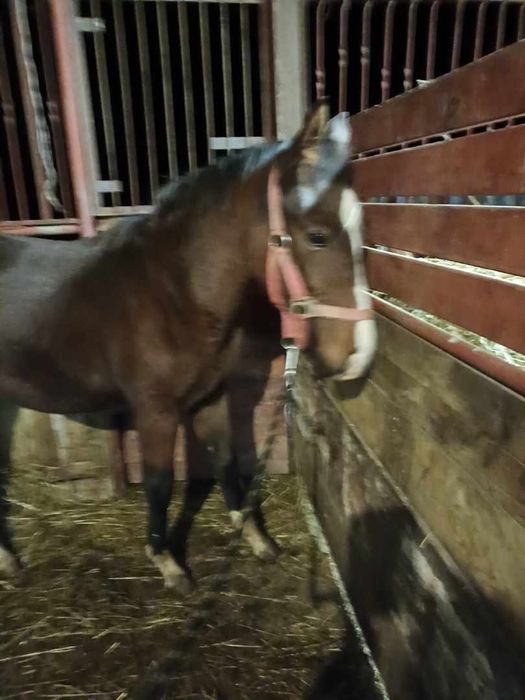 Ogierek 8 miesięczny