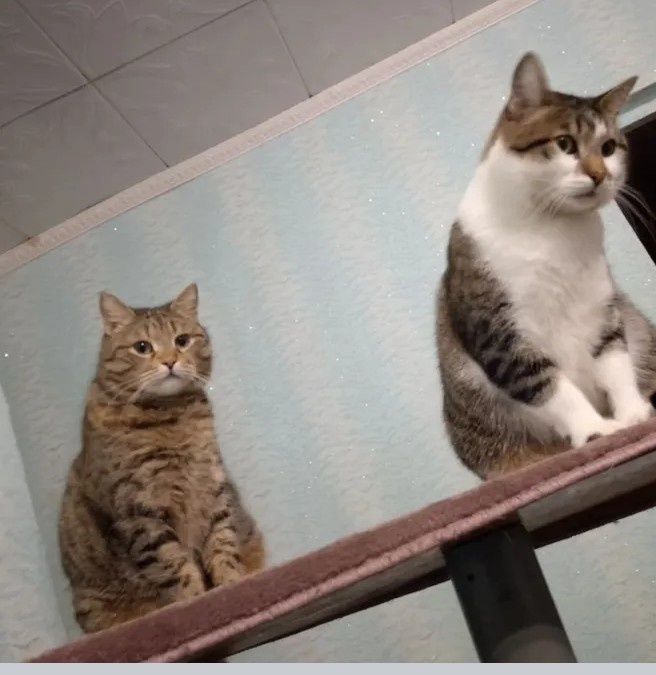 Корм для котиков.Бесплатно.