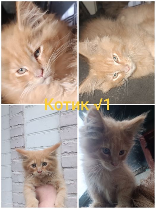 Котенята Мейн-Кун,літня ціна