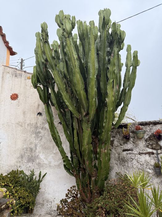 Cacto de jardim gigante