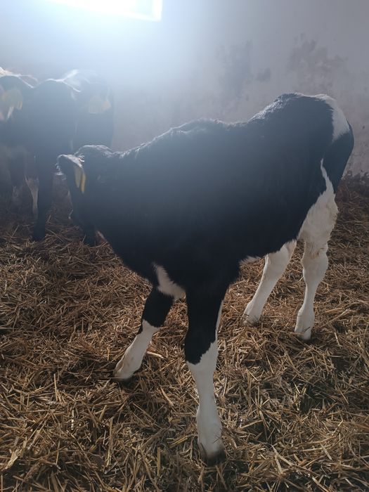 Byczek cielak żarłak