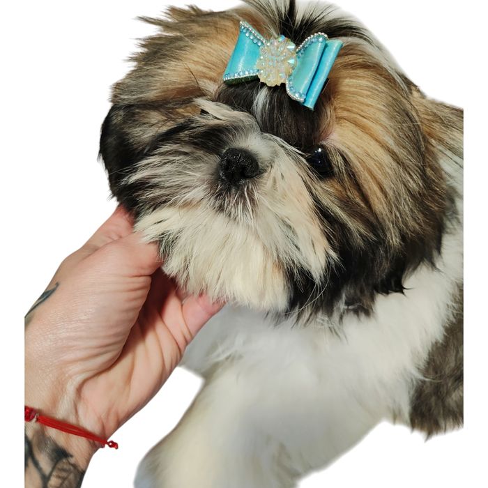 Pies Shih Tzu szczeniak przepiękny chłopak rodowód