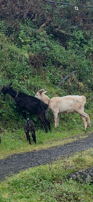 Tres Cabras porte grande