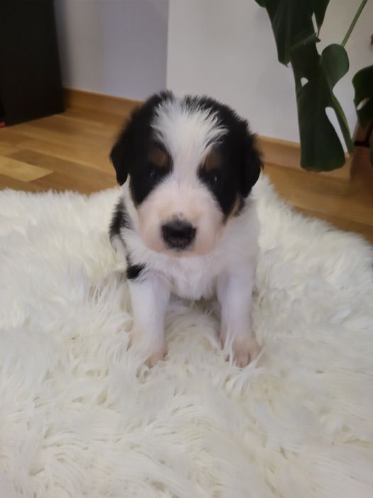 Szczeniak Border collie