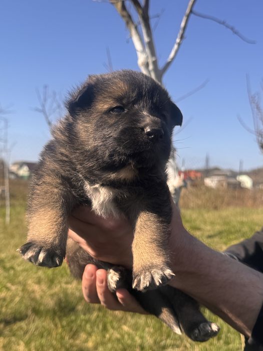 Цуценята метиси вівчарки, 4 хлопчики