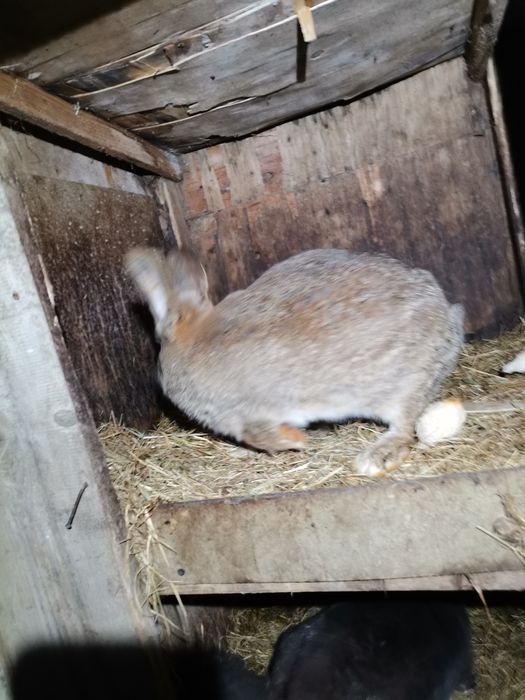 Króliki samce samice