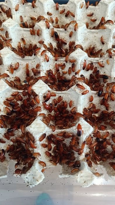 Karaczan turecki. ŻORY