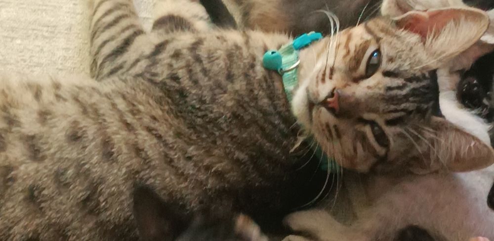 Gatinhos para adoção