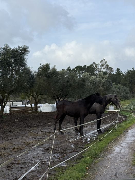 Vendo poldra a fazer 2 anos