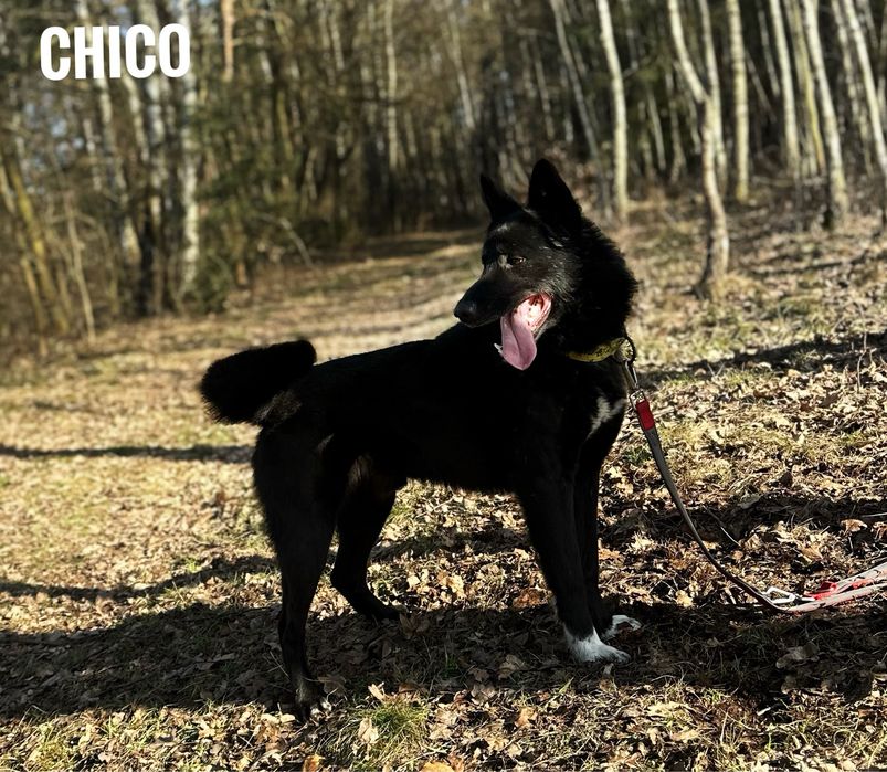W typie karelczyka, aktywny Chico adopcja