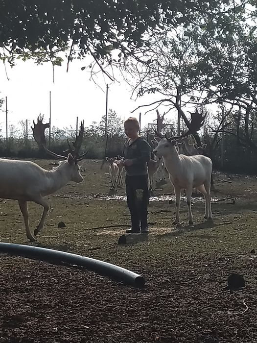 Daniel oswojony młody