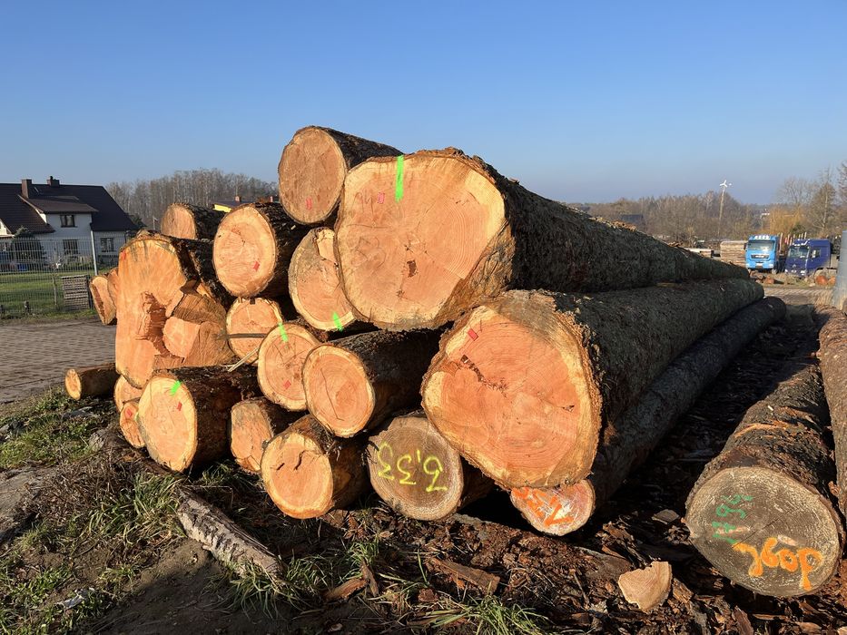 Daglezja tartaczna transport