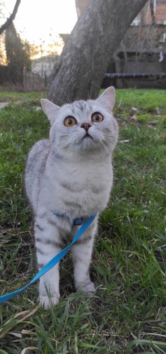 Красива кішка Срібна шиншила.