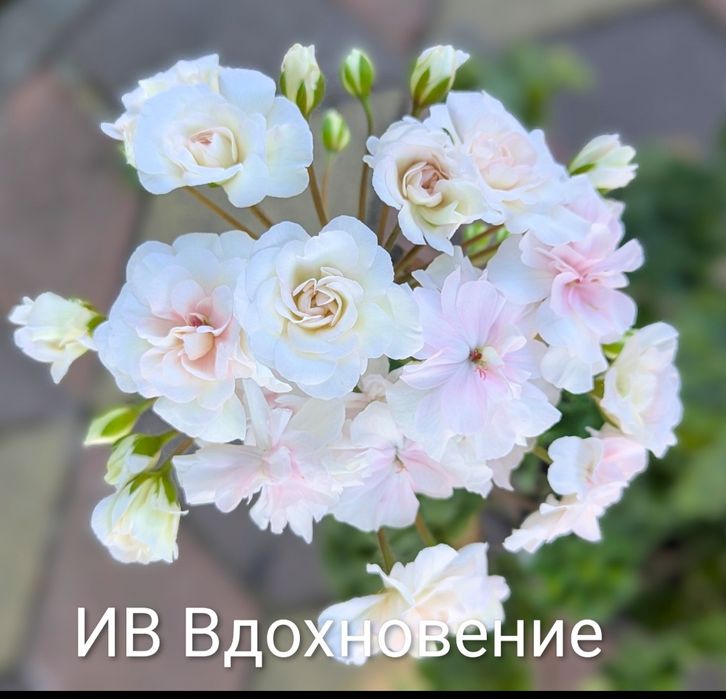 Пеларгонія зональні